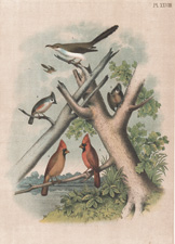The Yellow-billed Cuckoo, The Crested Titmouse, The Cardinal Grosbeak